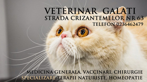 Veterinar