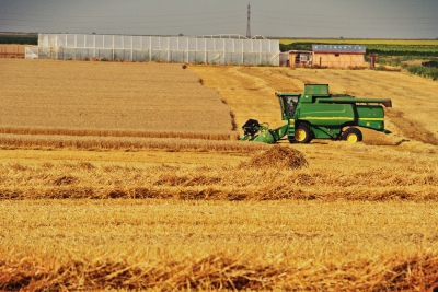 Producţii agricole mai mari ca anul trecut, în ciuda secetei