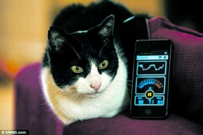 Recorduri „feline”: Cel mai zgomotos tors produs de o pisică domestică