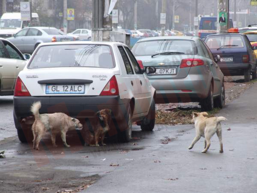 Maidanezii de pe străzi, subiect de petiţie