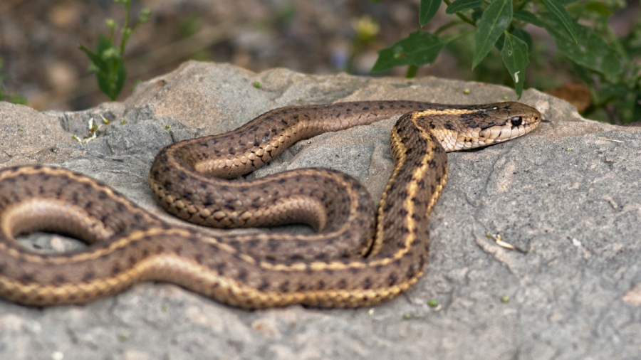 Animalele cu sânge cald au apărut mai devreme decât se credea