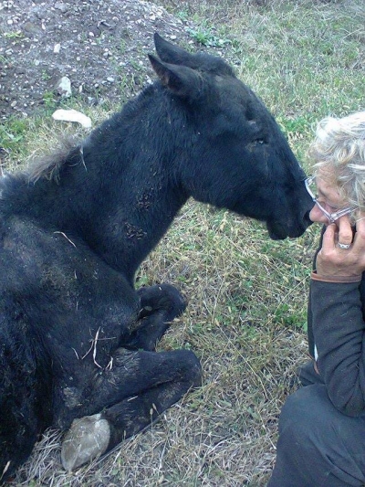 Cal abandonat la o margine de drum salvat de asociaţia Help Lăbuş