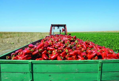 Toţi fermierii care au început proiectele prin PNDR 2007-2013 vor primi în continuare fondurile europene