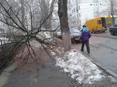Copac prăbuşit peste trotuar
