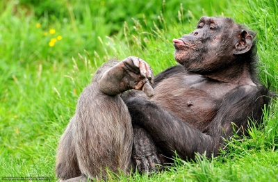 Cimpanzeul, animalul cu care avem în comun 98% dintre gene, în pericol de dispariţie