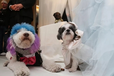 Nuntă de câini de 250.000 de dolari