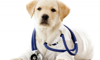 Câinii pot detecta cu acurateţe cancerul cu ajutorul mirosului