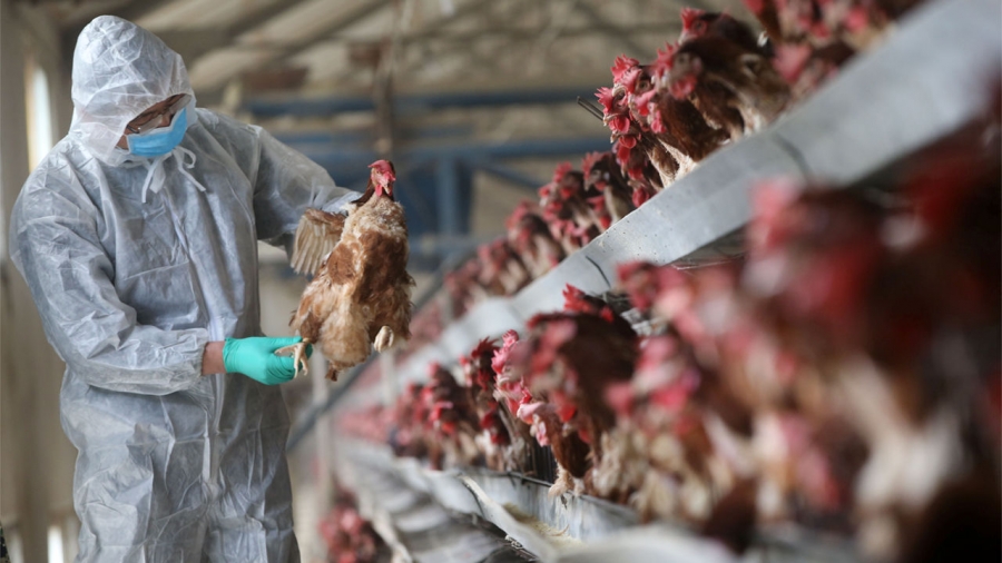 Ungaria a informat România cu privire la descoperirea unui focar de gripă aviară în apropiere de graniţă