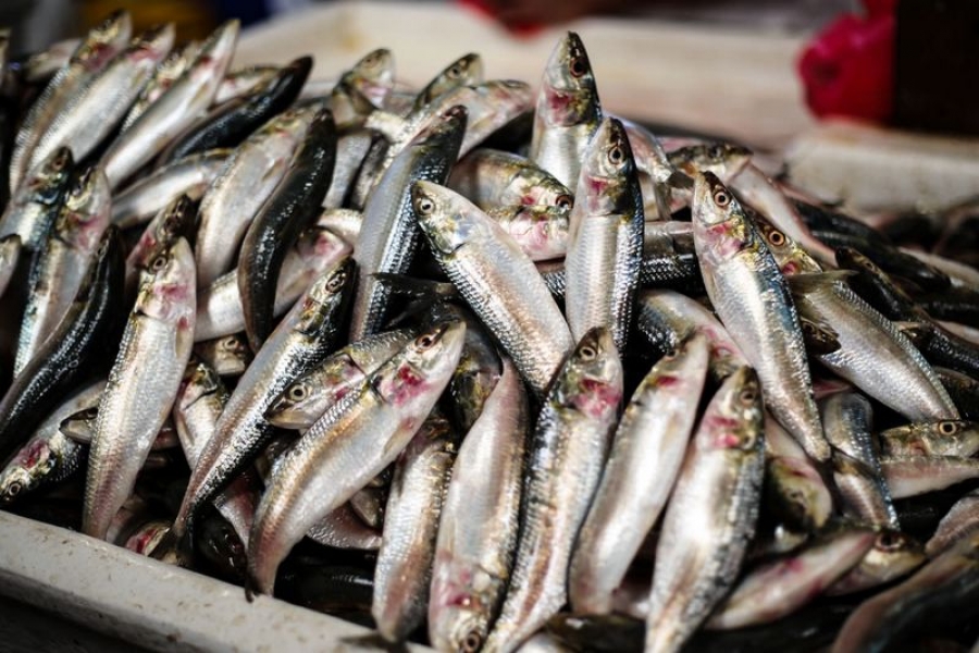 Sute de kilograme de peşte, comercializate ilegal în magazinele din Galaţi