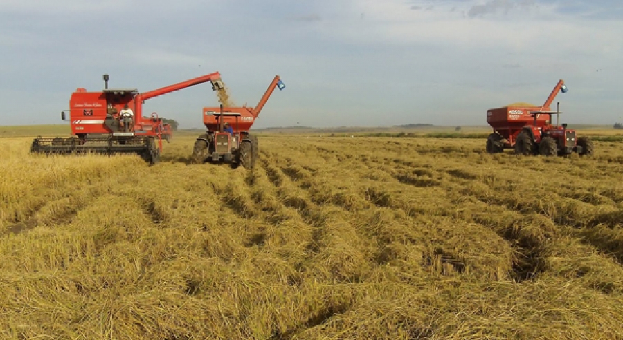 Producţia agricolă din 2014 a crescut cu 25% peste media ultimilor cinci ani