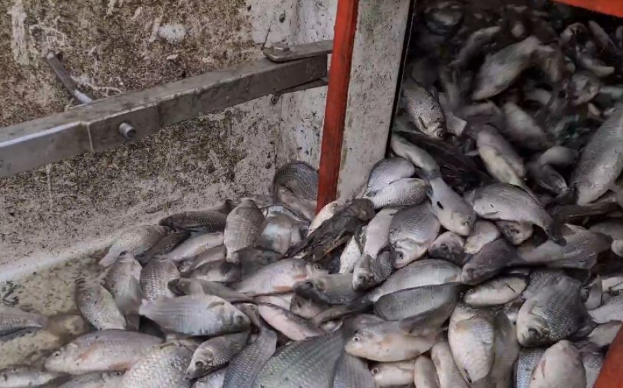 Populare cu 1.000 kg de peşte la Canalul Magistral Lunca