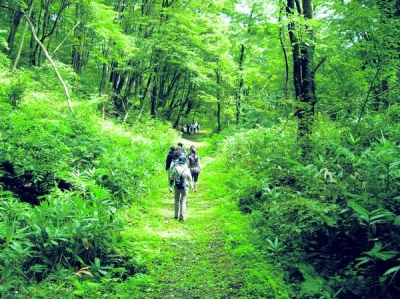 „Baia de pădure” alungă stresul