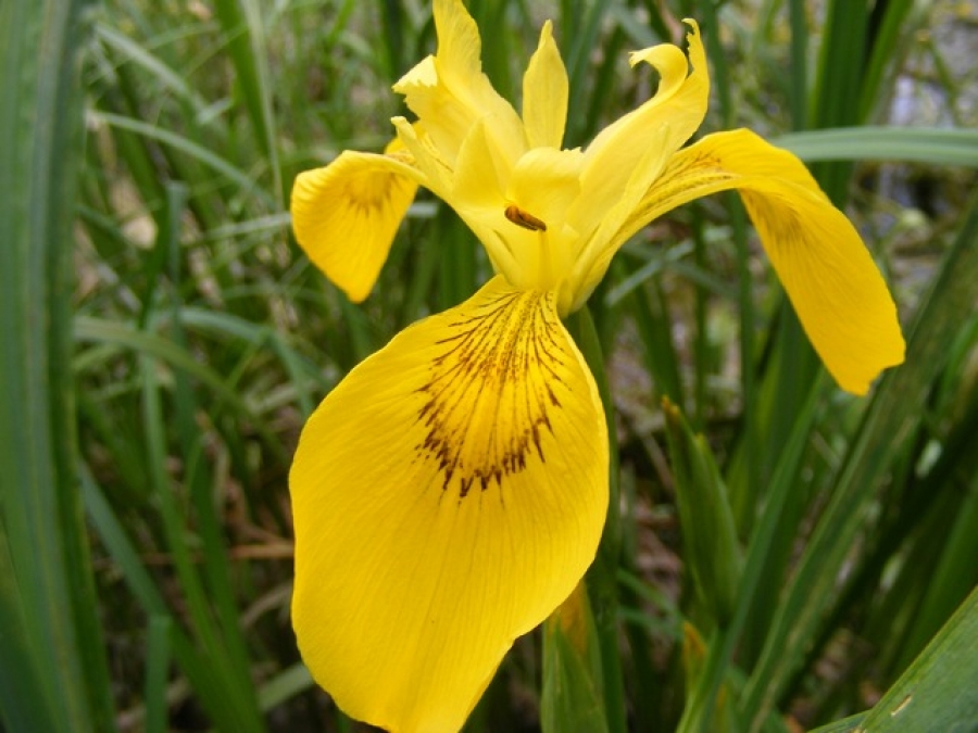 Irisul, floare ce poartă numele zeiţei soarelui