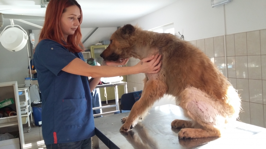 Împuşcat cu zeci de alice, un câine a fost salvat în ultimul moment