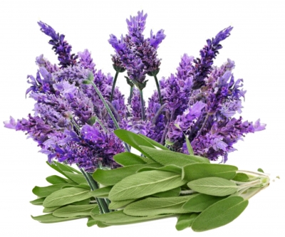 Salvia, condiment şi medicament magic