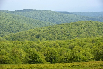 Catalogul Pădurilor Virgine din România va fi gata în cel mult 6 luni şi va fi disponibil online