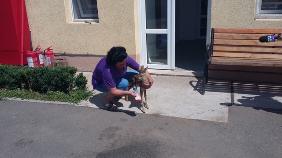 Pui de căprioară orfan, salvat din pădure şi dus la Zoo