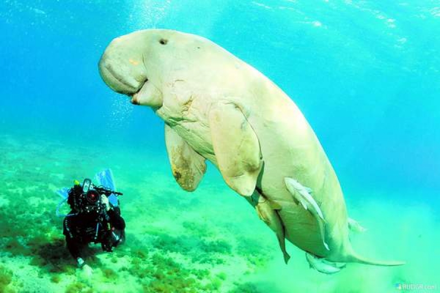 Dugongii, „sirenele mărilor”, sunt ameninţaţi cu extincţia