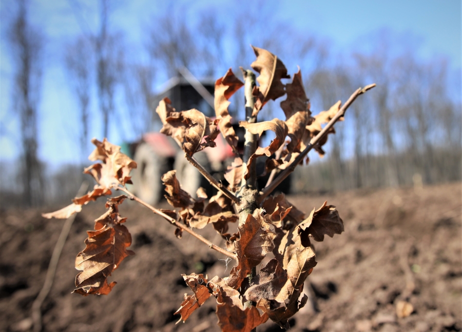 Romsilva plantează circa 3,5 milioane de puieţi forestieri în campania de împăduriri de toamnă