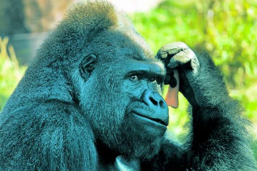 Sancţiunile politico-economice pun la regim animalele de la grădina zoologică din Moscova