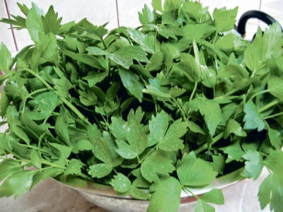 Leuşteanul, medicament şi condiment