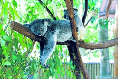 Trunchiurile copacilor, cel mai bun element de climatizare pentru koala