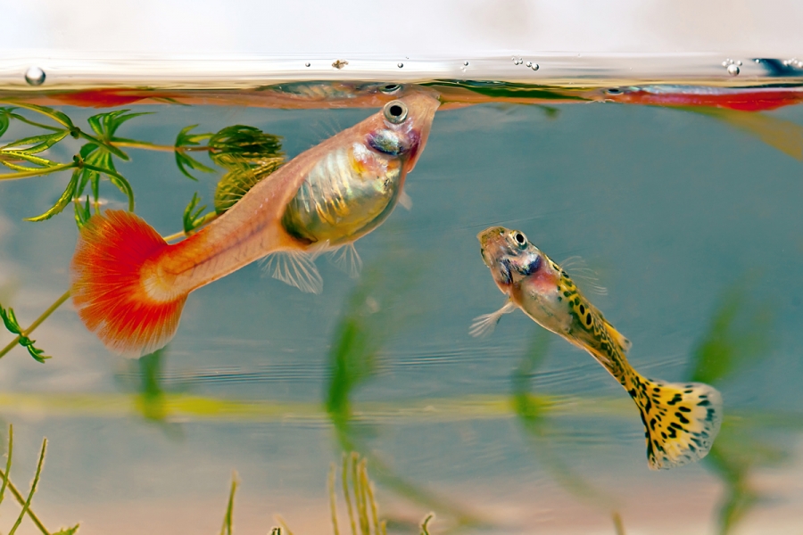 Peştii guppy adoptă strategii diferite pentru a face faţă situaţiilor stresante
