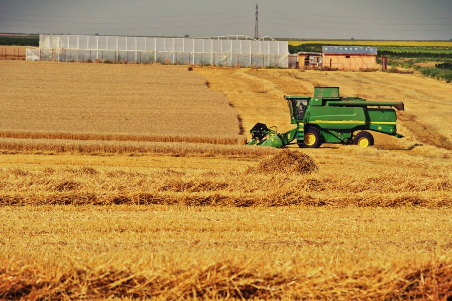 Ministerul Agriculturii: Grâul românesc respectă toate condiţiile de calitate