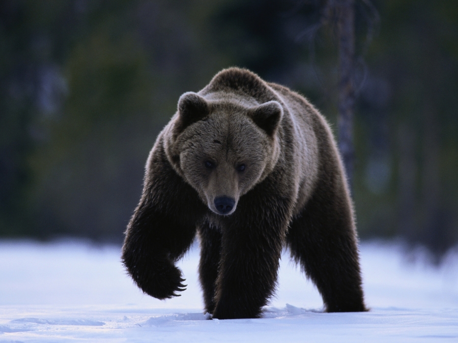 Traficul ilegal cu animale sălbatice, o realitate în aproape 30% dintre zonele cele mai protejate