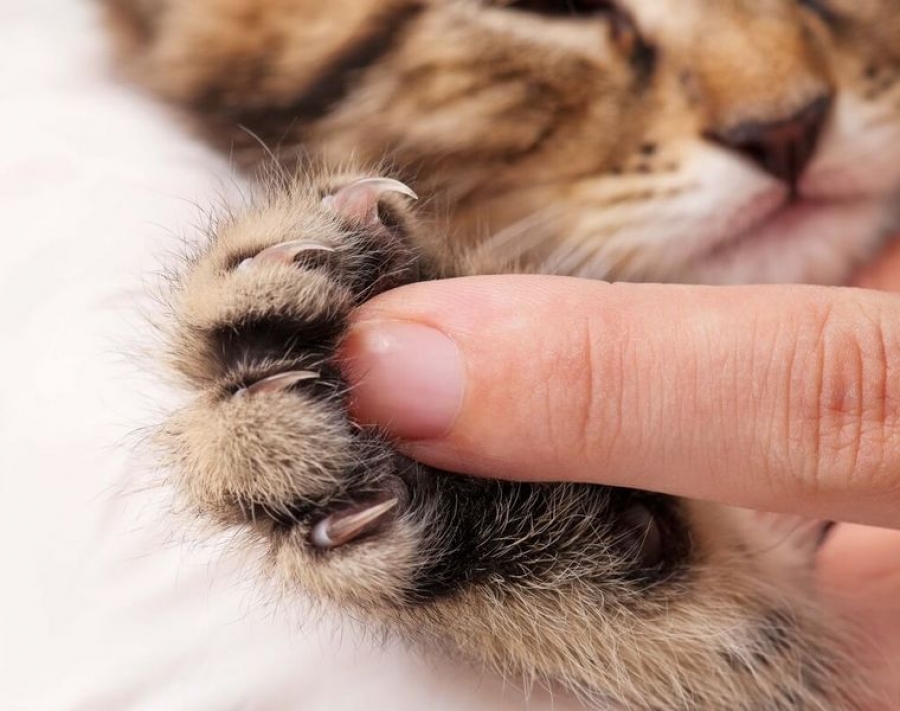 New York a devenit primul stat american care a interzis practica extirpării ghearelor pisicilor