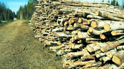 Licenţe specifice pentru fiecare export de materiale lemnoase