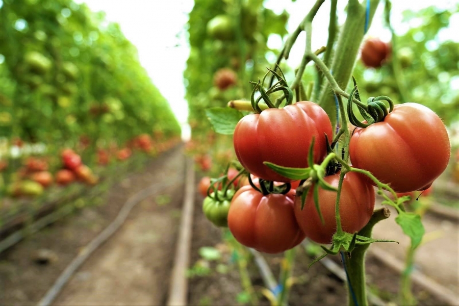 40 de milioane de euro alocate pentru Programul ''Tomata'' în acest an. Dosarele se depun până la data de 15 mai