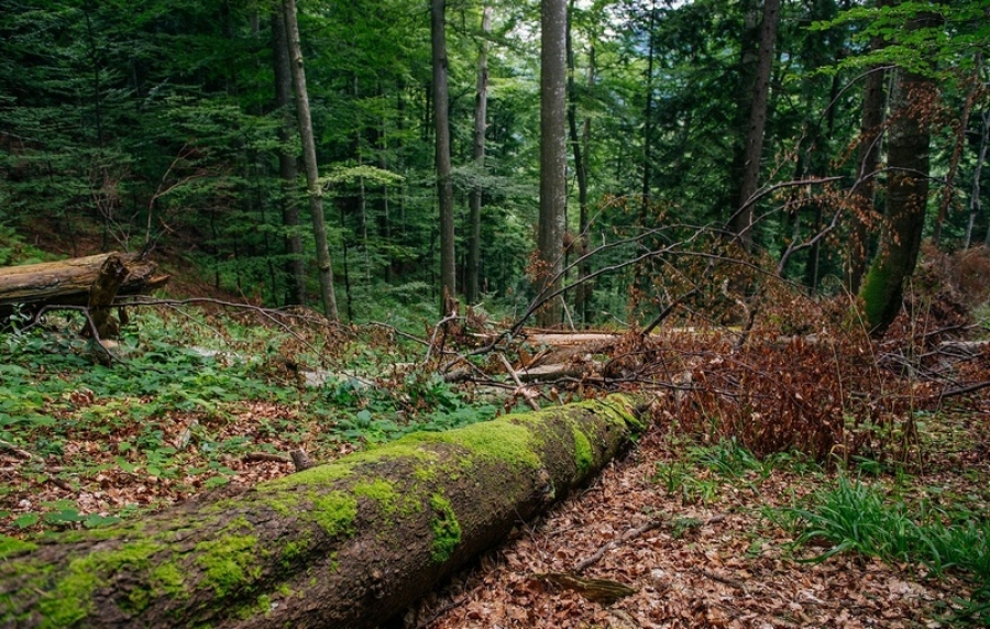 Drumurile forestiere trec din administrarea Romsilva în cea a consiliilor locale