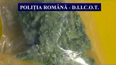Traficanţi de canabis „homemade”, prinşi în ofsaid