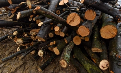 Dosare penale pentru tăiere ilegală de arbori şi furt de material lemnos