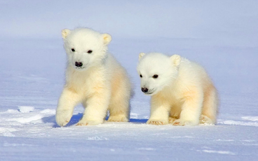 Urşii polari se îndreaptă spre extincţie până în 2100
