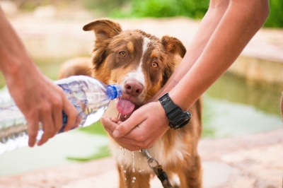 Stresul termic la câini (ce este şi cum să îl tratăm)