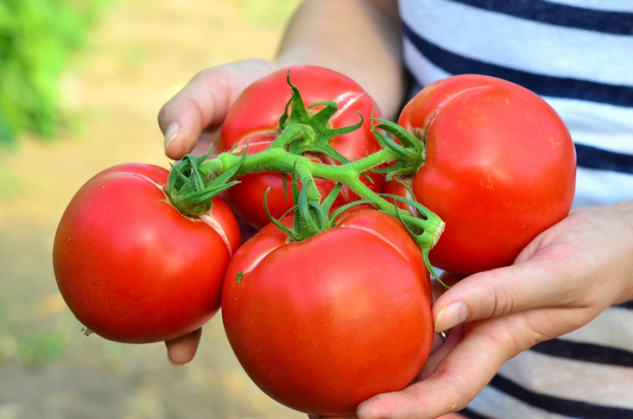 Peste 9.500 de producători s-au înscris în programul de tomate