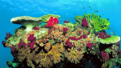 Majoritatea coralilor din Caraibe ar putea dispărea în 20 de ani