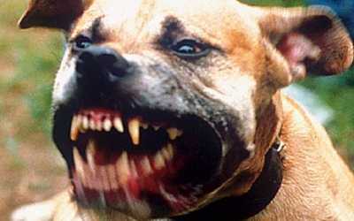 Muşcat de un pitbull pe stradă