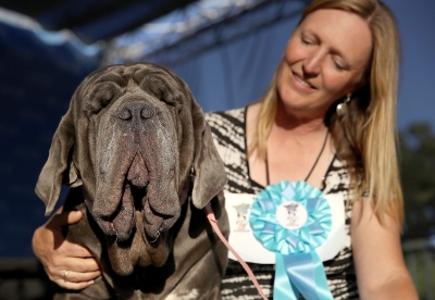 Martha, o femelă de mastiff napoletan, desemnată cel mai urât câine din lume în 2017