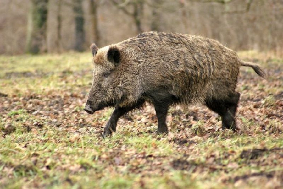 Fondul de Vânătoare de la Suceveni, infestat cu pestă porcină