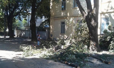 Masacrul arborilor de pe str. Mihai Bravu s-a făcut cu avizul autorităţilor