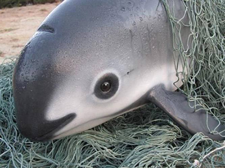 Cel mai mic cetaceu din lume, aproape de extincţie