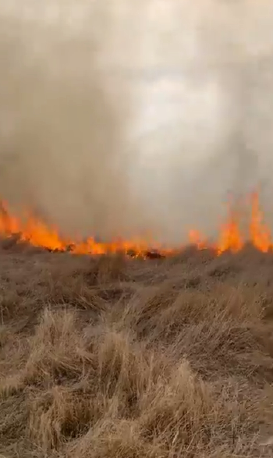 Incendiu de vegetaţie la Slobozia Conachi. Depozit de cherestea, în pericol (VIDEO)