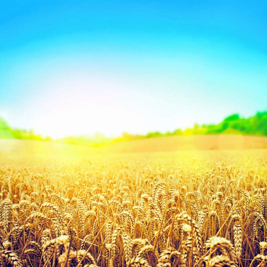 Seceta şi reducerea TVA la alimente, contraste în agricultura acestui an