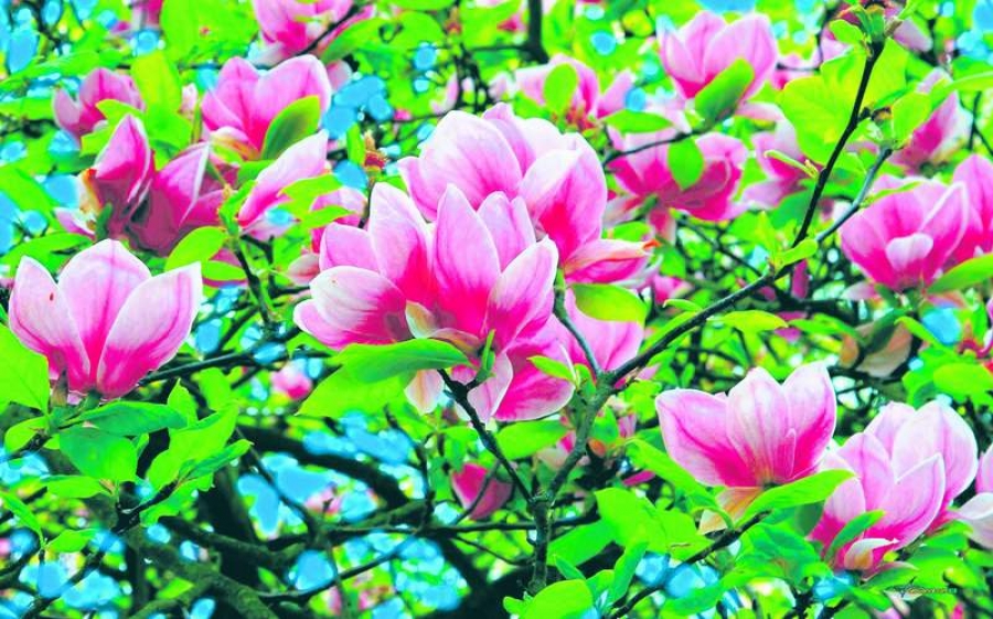 Magnolia are numeroase proprietăţi curative