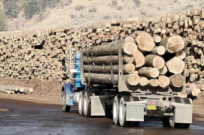 Creştere cu 8,9% a volumului de lemn exploatat în România, în 2018