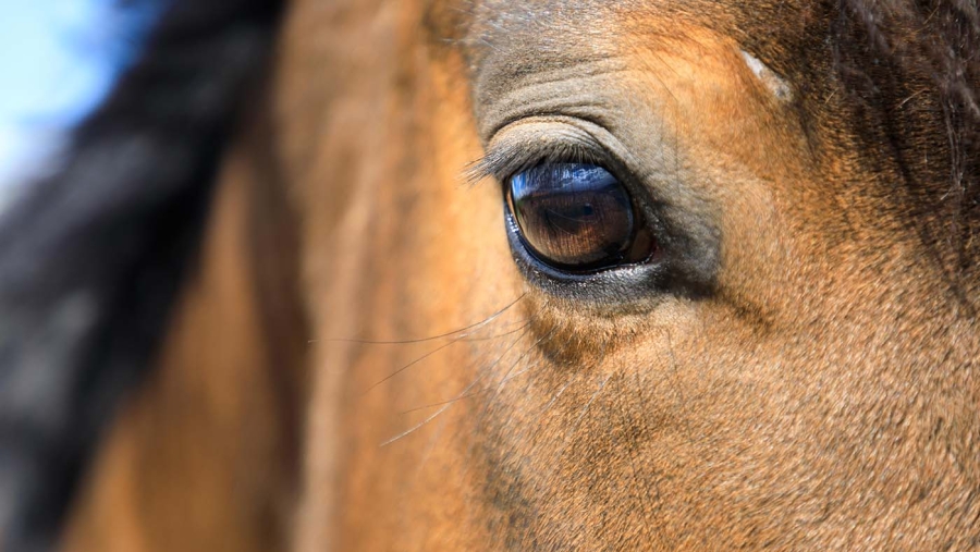 Derogare privind introducerea în România a cailor de rasă din Ucraina