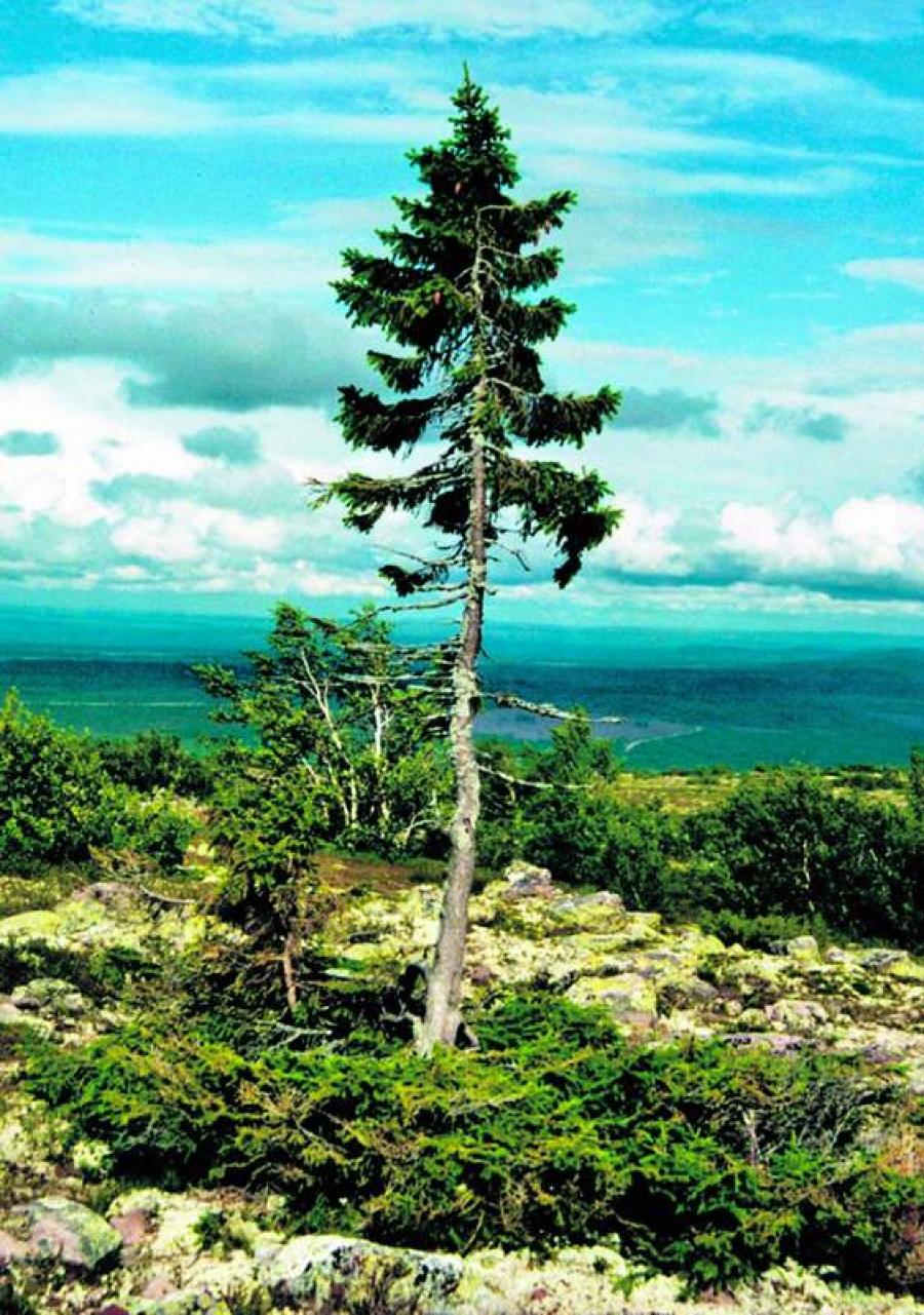 Cel mai bătrân copac din lume a fost descoperit în Suedia